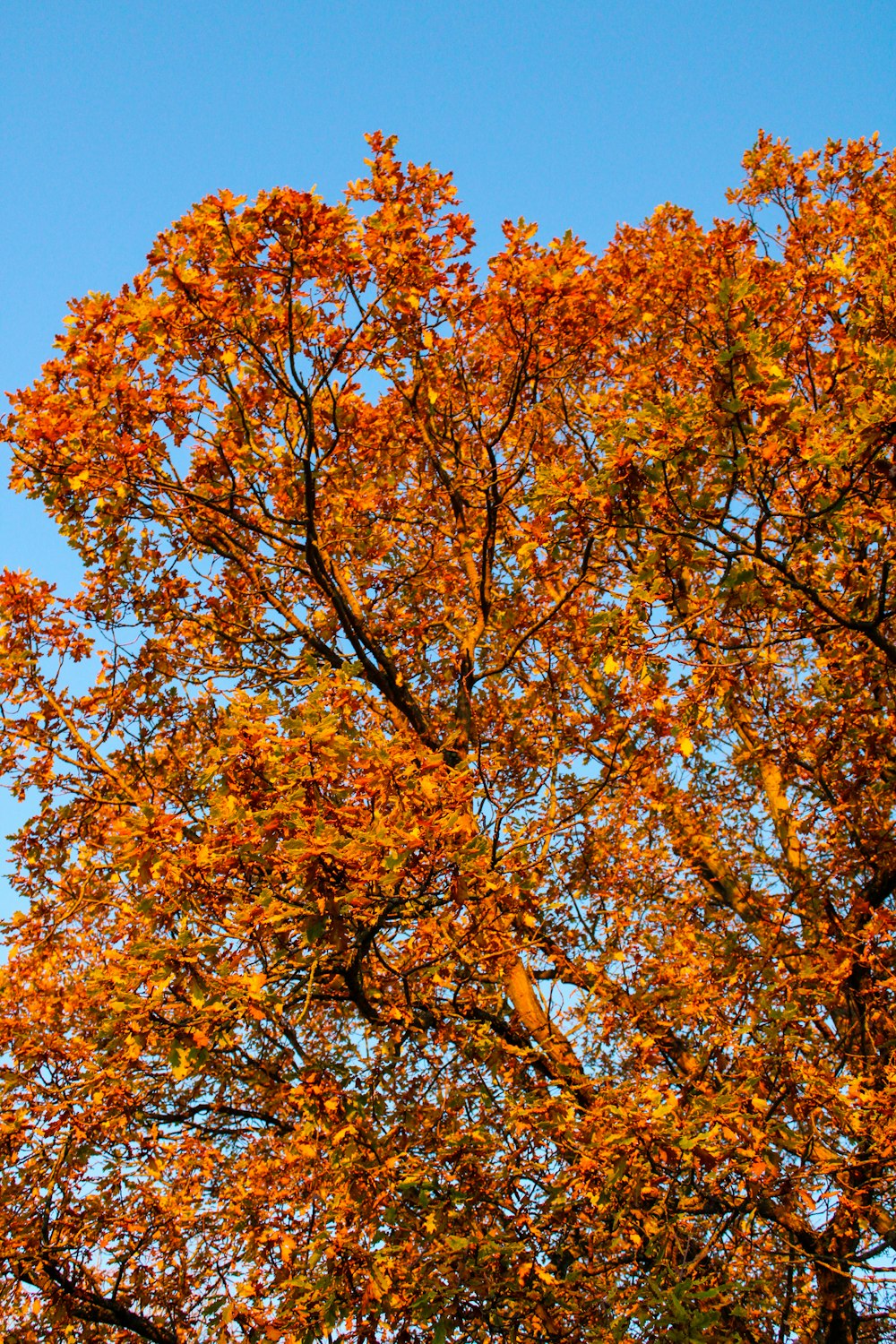 Ein Baum mit orangefarbenen Blättern und blauem Himmel im Hintergrund