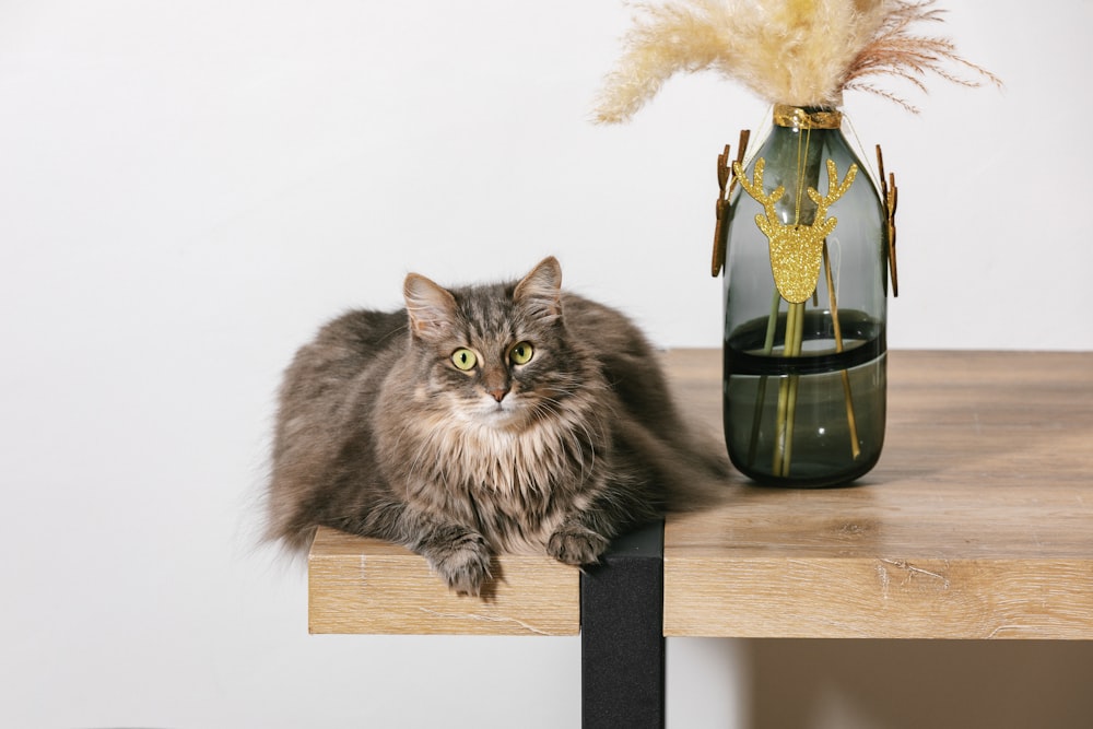 a cat sitting on a table next to a vase