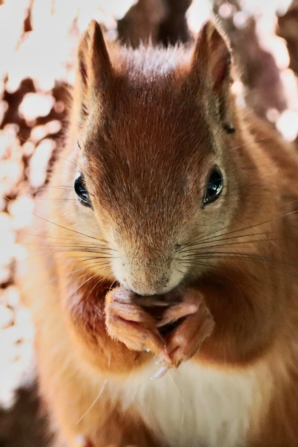 a close up of a squirrel with a bow tie