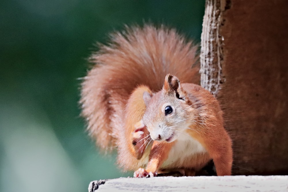 a red squirrel eating a piece of food