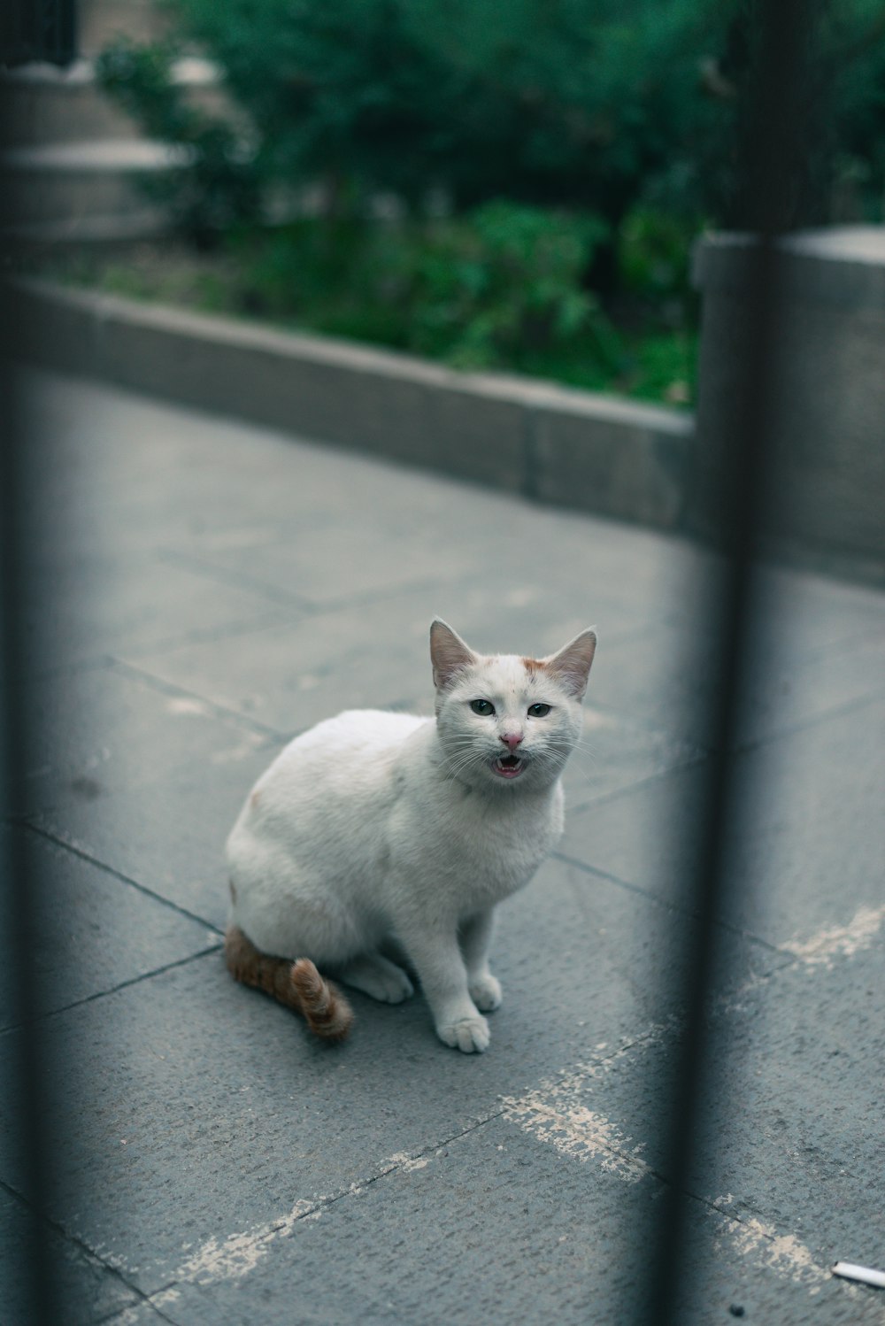 a white cat is sitting on the sidewalk