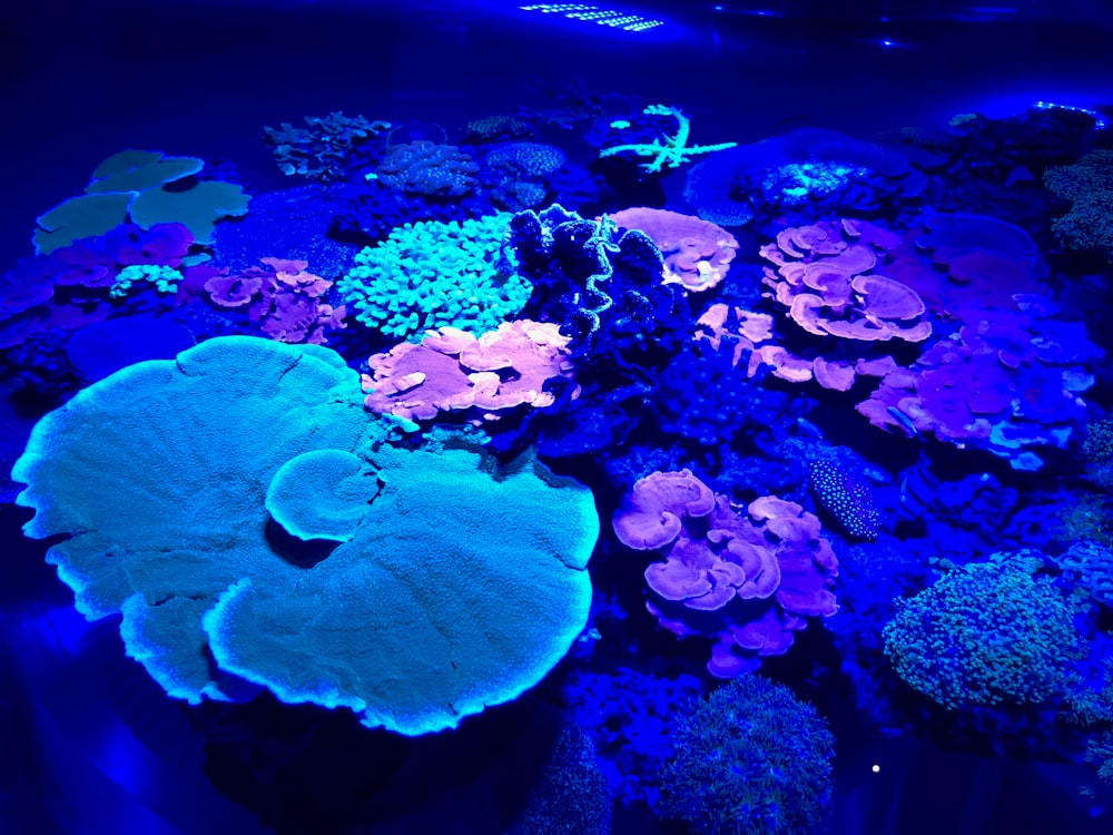 a large aquarium filled with lots of different colored corals