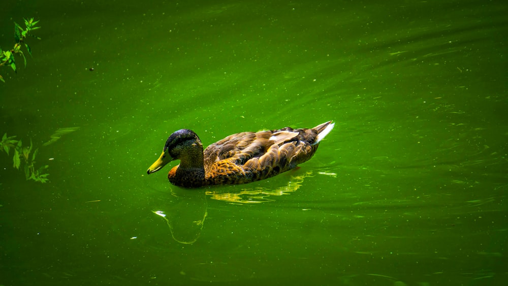 a duck floating on top of a green lake
