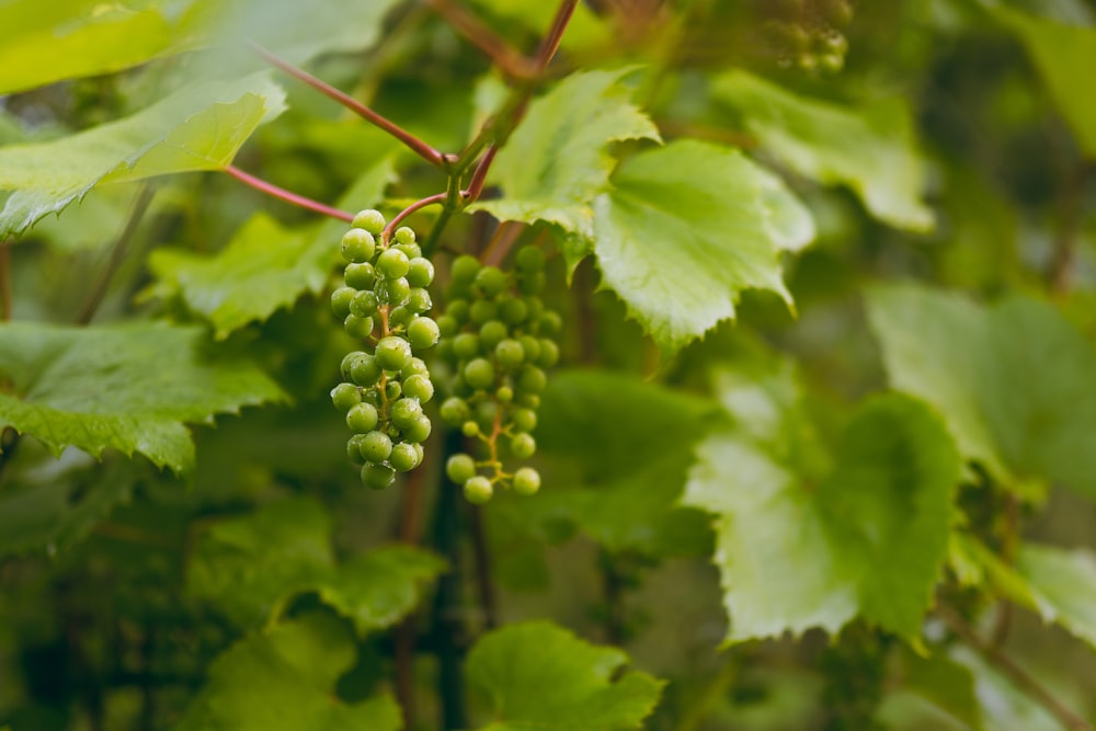 um cacho de uvas verdes penduradas em uma árvore