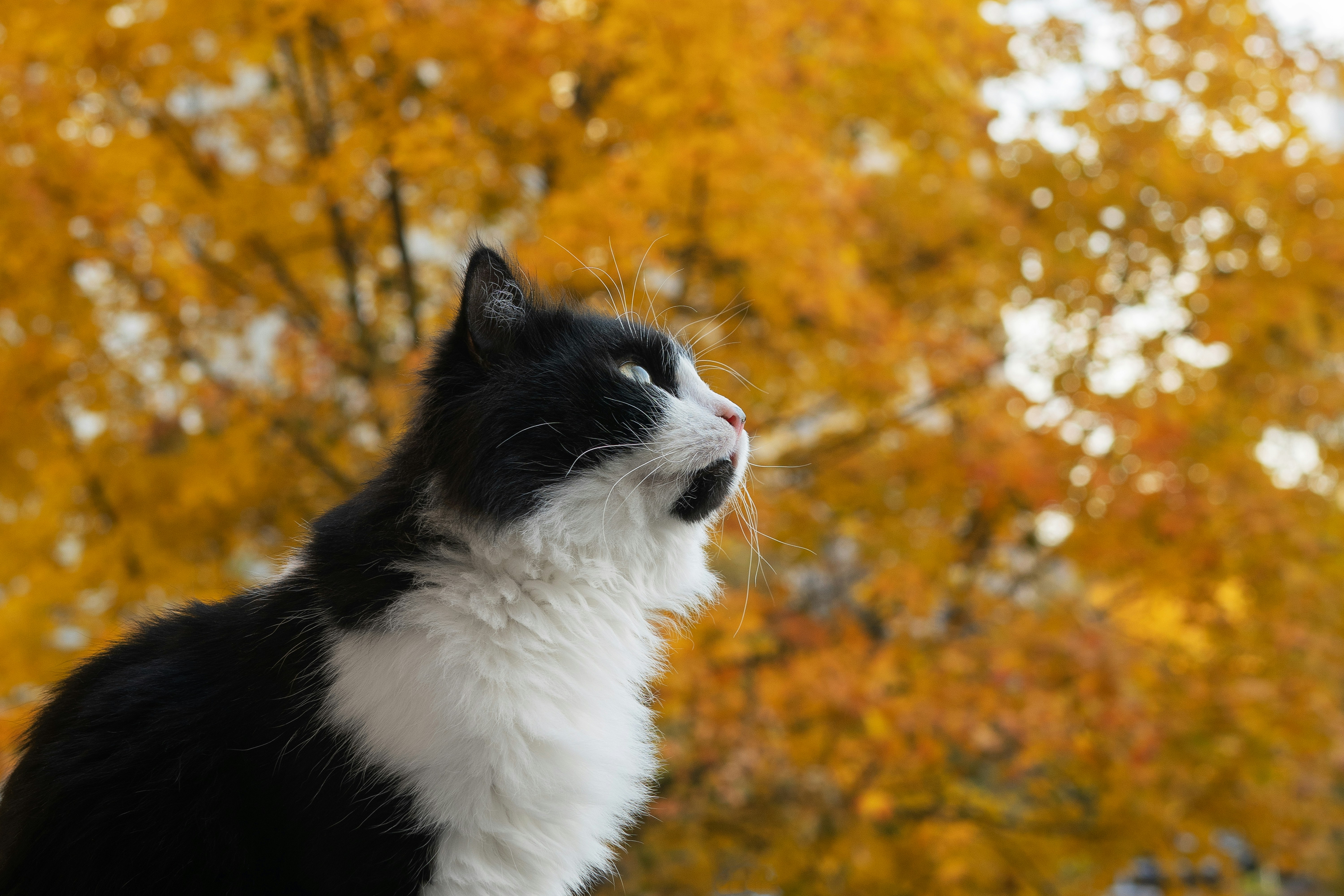 a black and white cat sitting in front of a tree