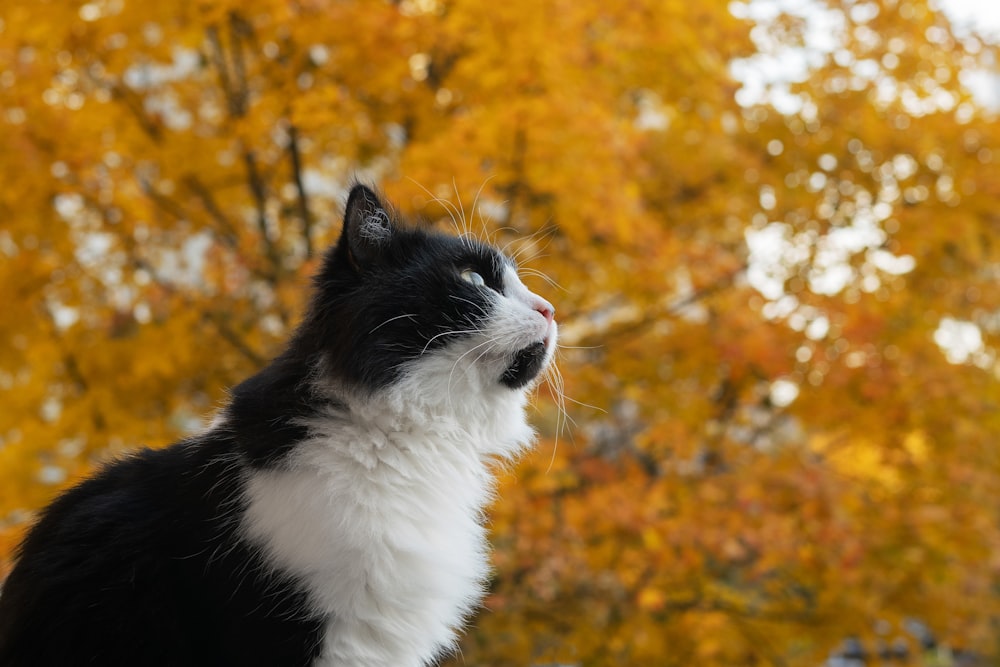 a black and white cat sitting in front of a tree