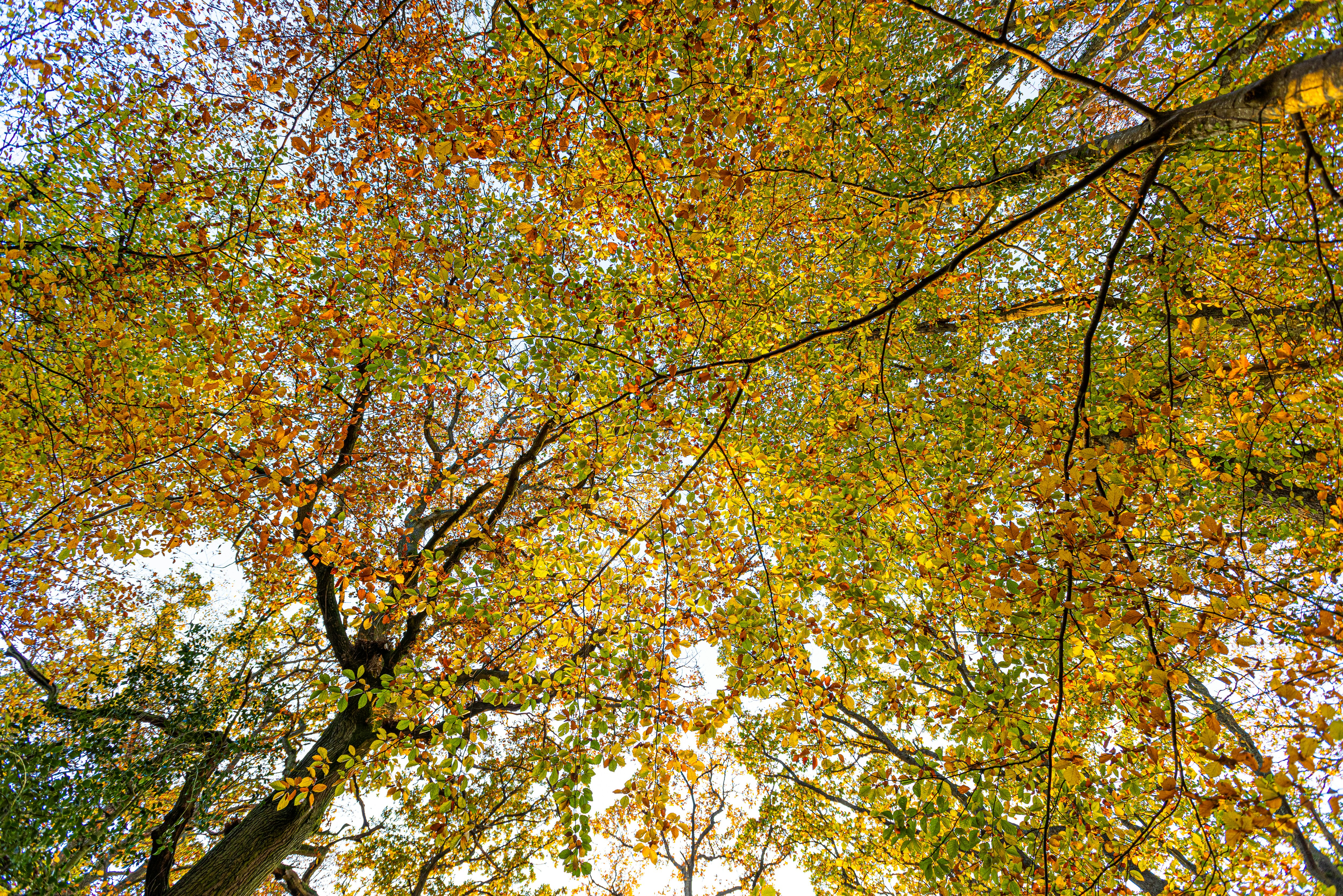 Photo by mikejerskine