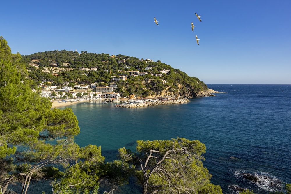 a group of birds flying over a body of water