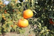 three oranges hanging from a tree in an orchard