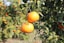 three oranges hanging from a tree in an orchard