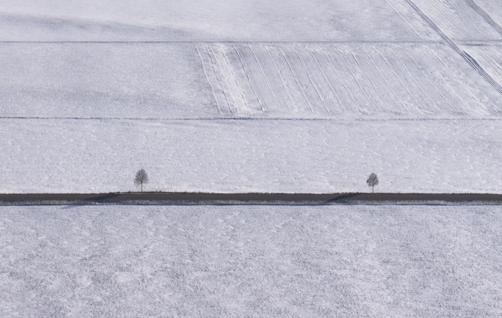 a couple of small trees standing in the middle of a snow covered field