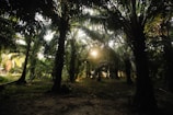 Dense forest of tall palm trees with sunlight filtering through the leaves, casting dappled shadows on the forest floor.