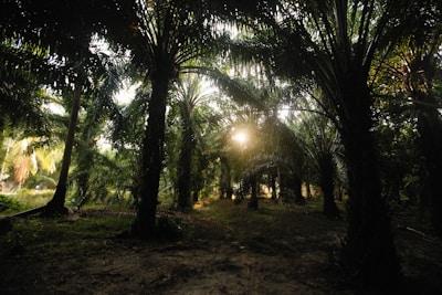 Dense forest of tall palm trees with sunlight filtering through the leaves, casting dappled shadows on the forest floor.