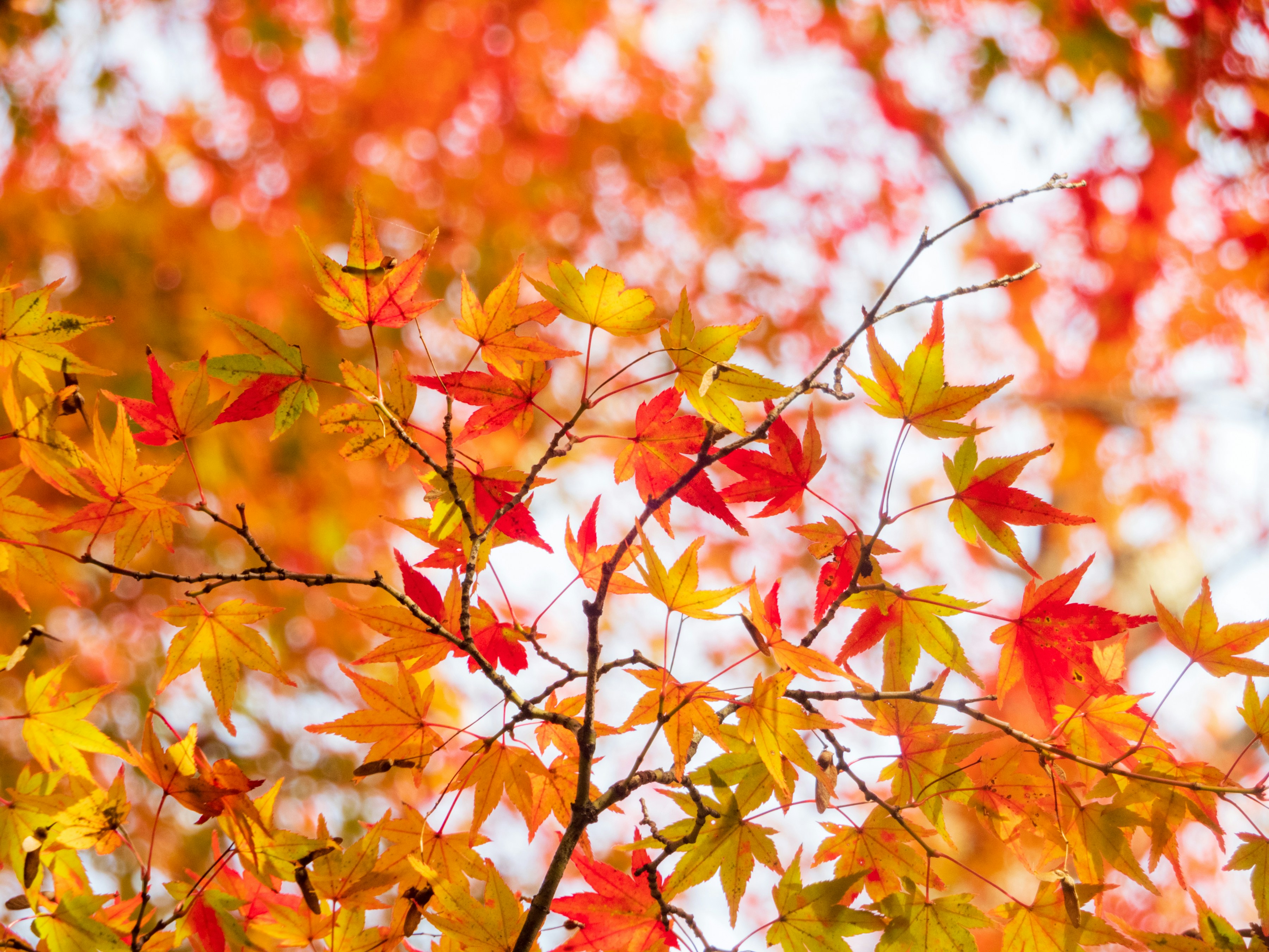 Photo by heppoko_yama