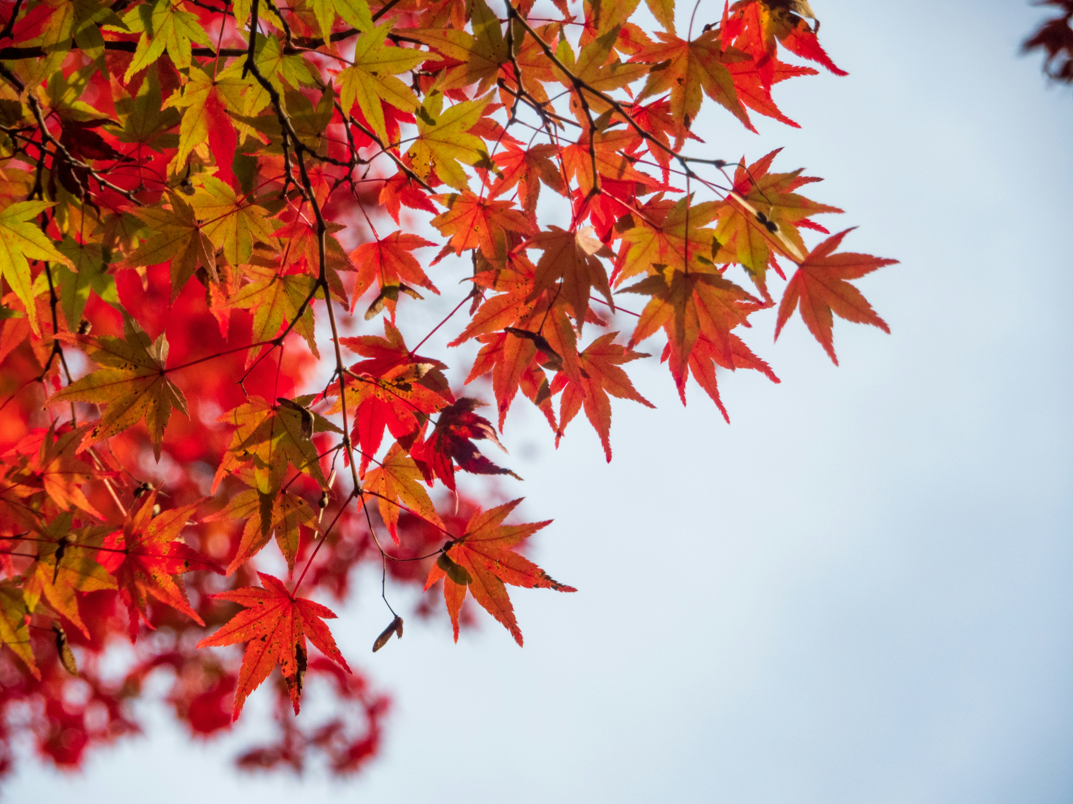 Photo by heppoko_yama