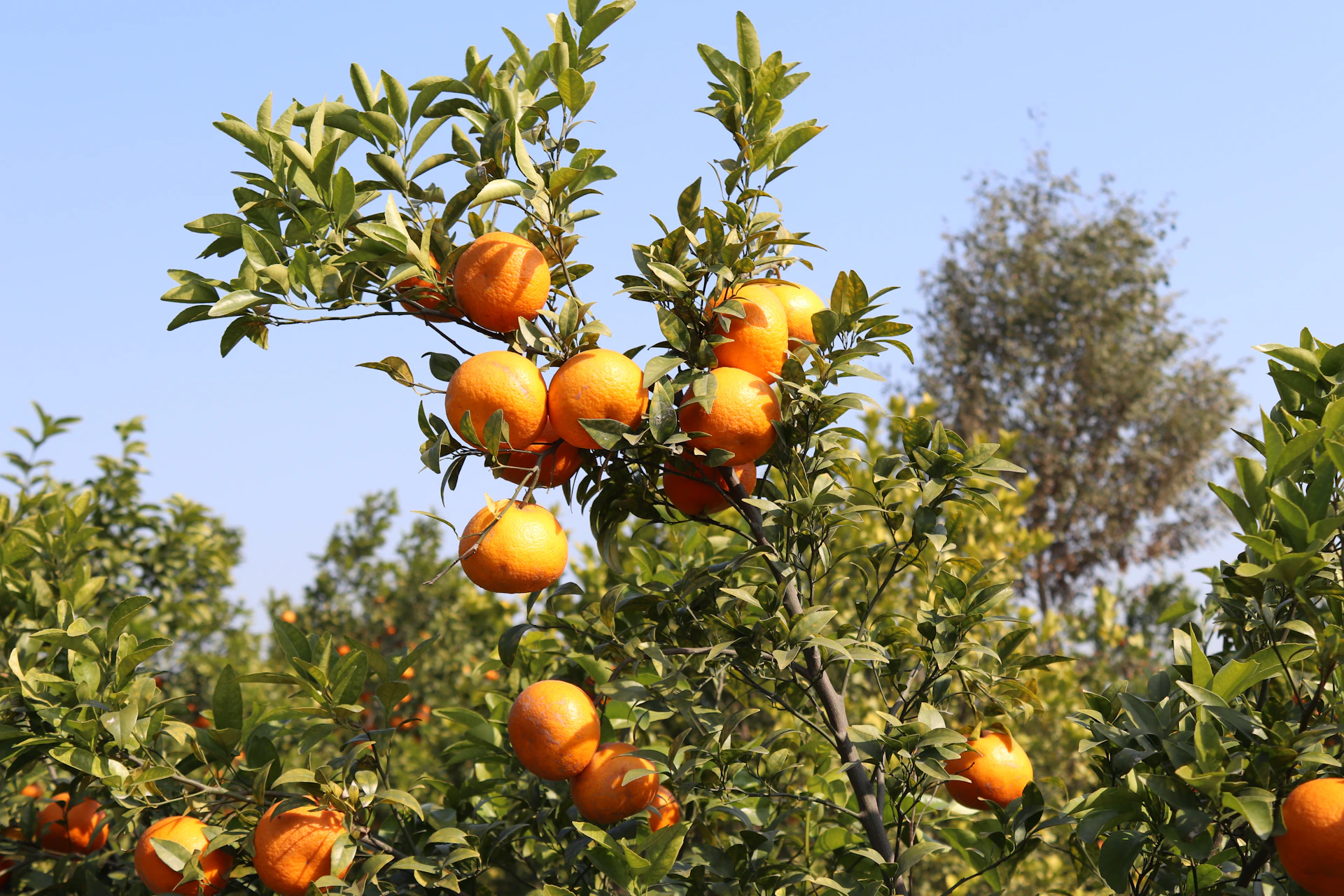 a tree filled with lots of ripe oranges