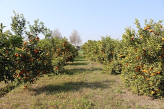 a field of orange trees with lots of oranges on them
