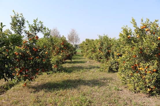 a field of orange trees with lots of oranges on them