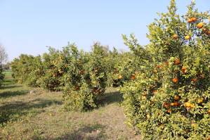 a field full of orange trees with lots of oranges on them