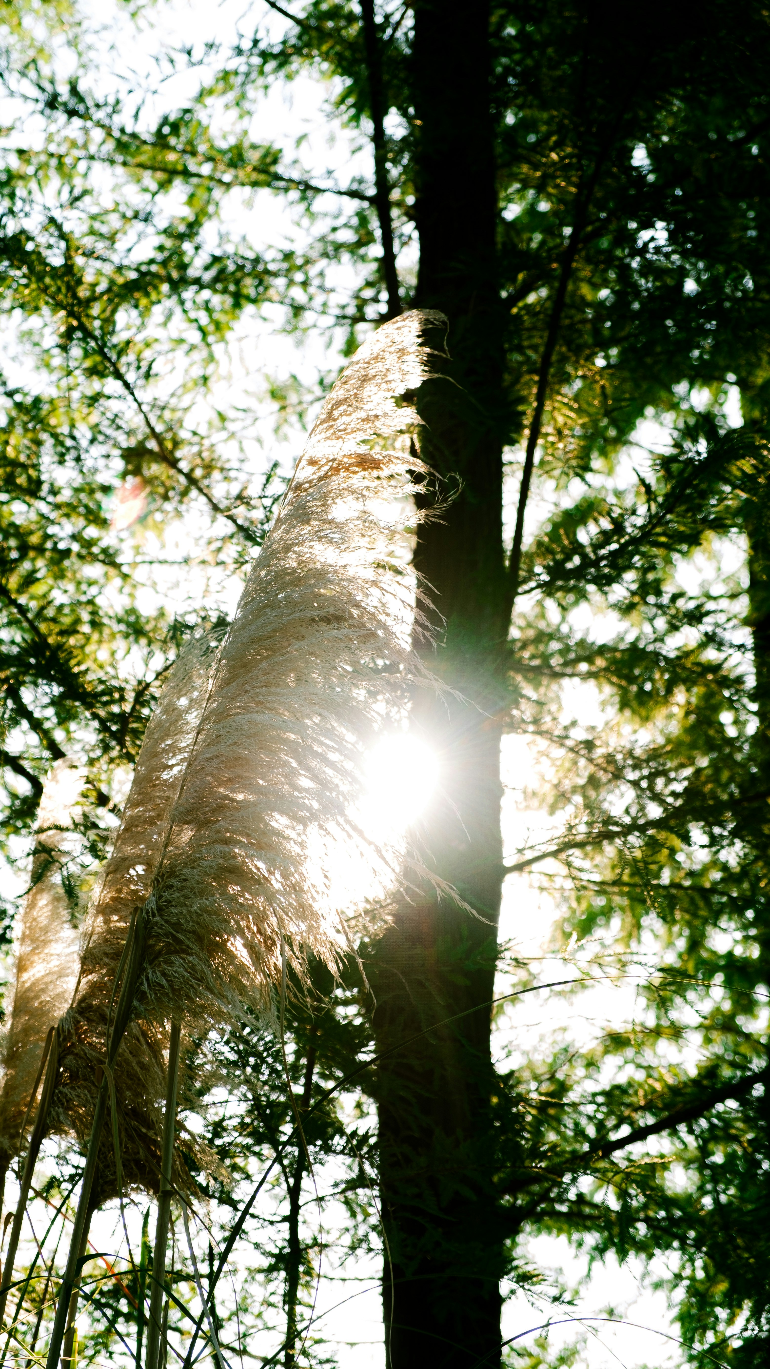 Photo by xiexianghua