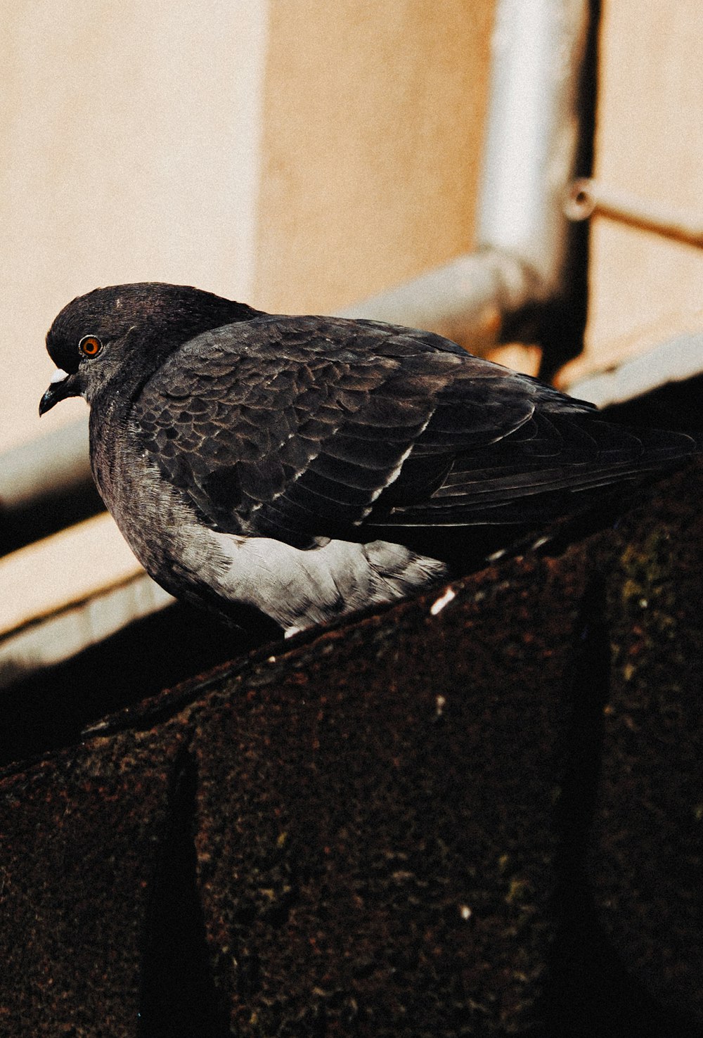 a black and white bird sitting on a ledge