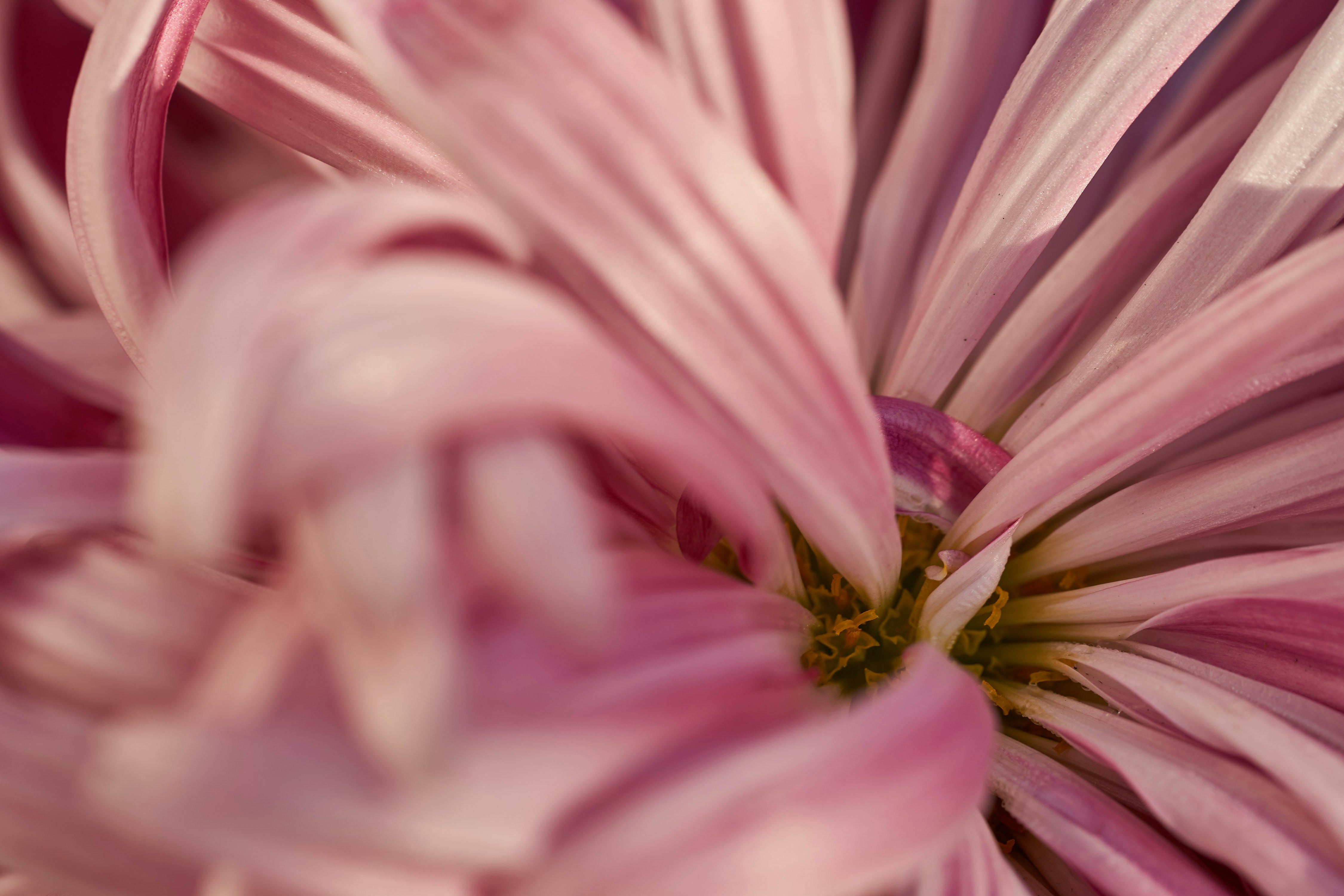 Photo by wolfgang_hasselmann