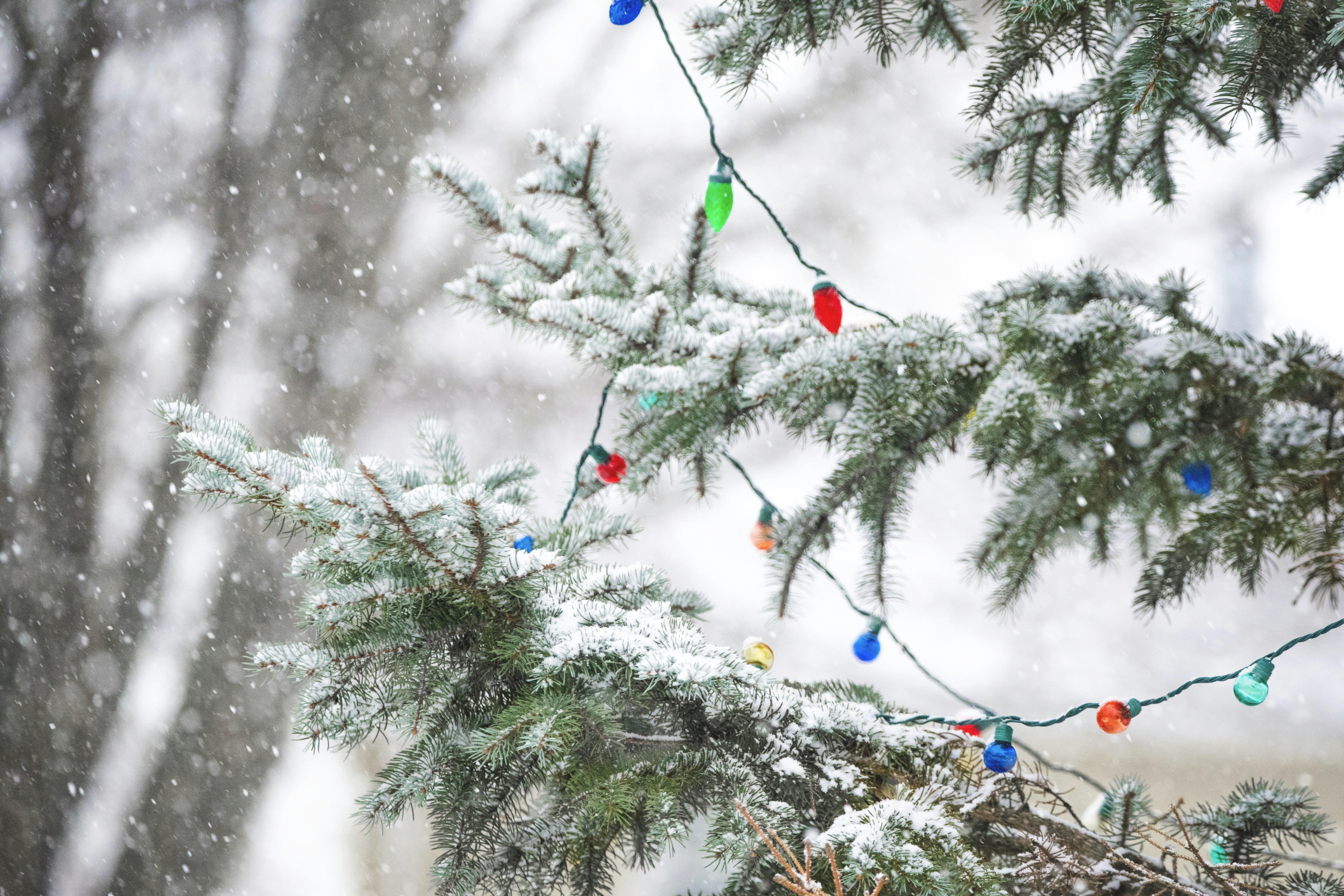 a pine tree with a bunch of christmas lights on it, Winter Snow