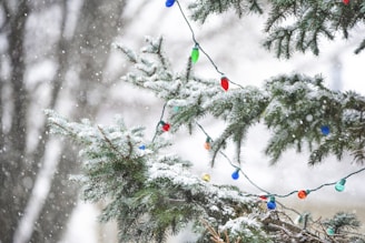 a pine tree with a bunch of christmas lights on it
