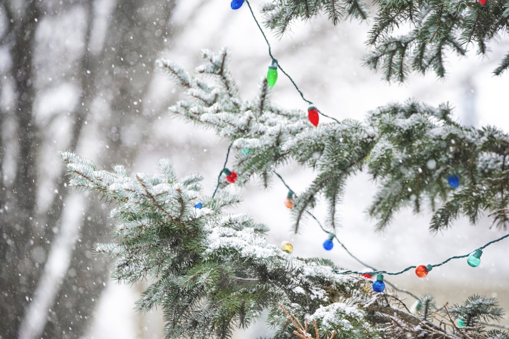 a pine tree with a bunch of christmas lights on it