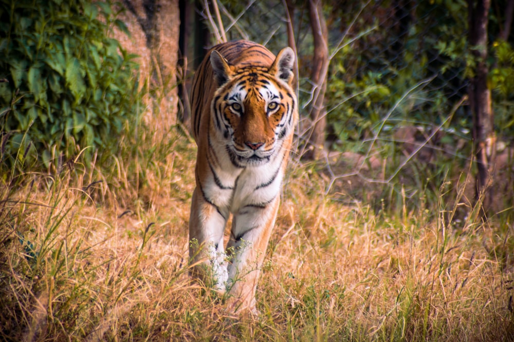 a tiger walking through a field of tall grass