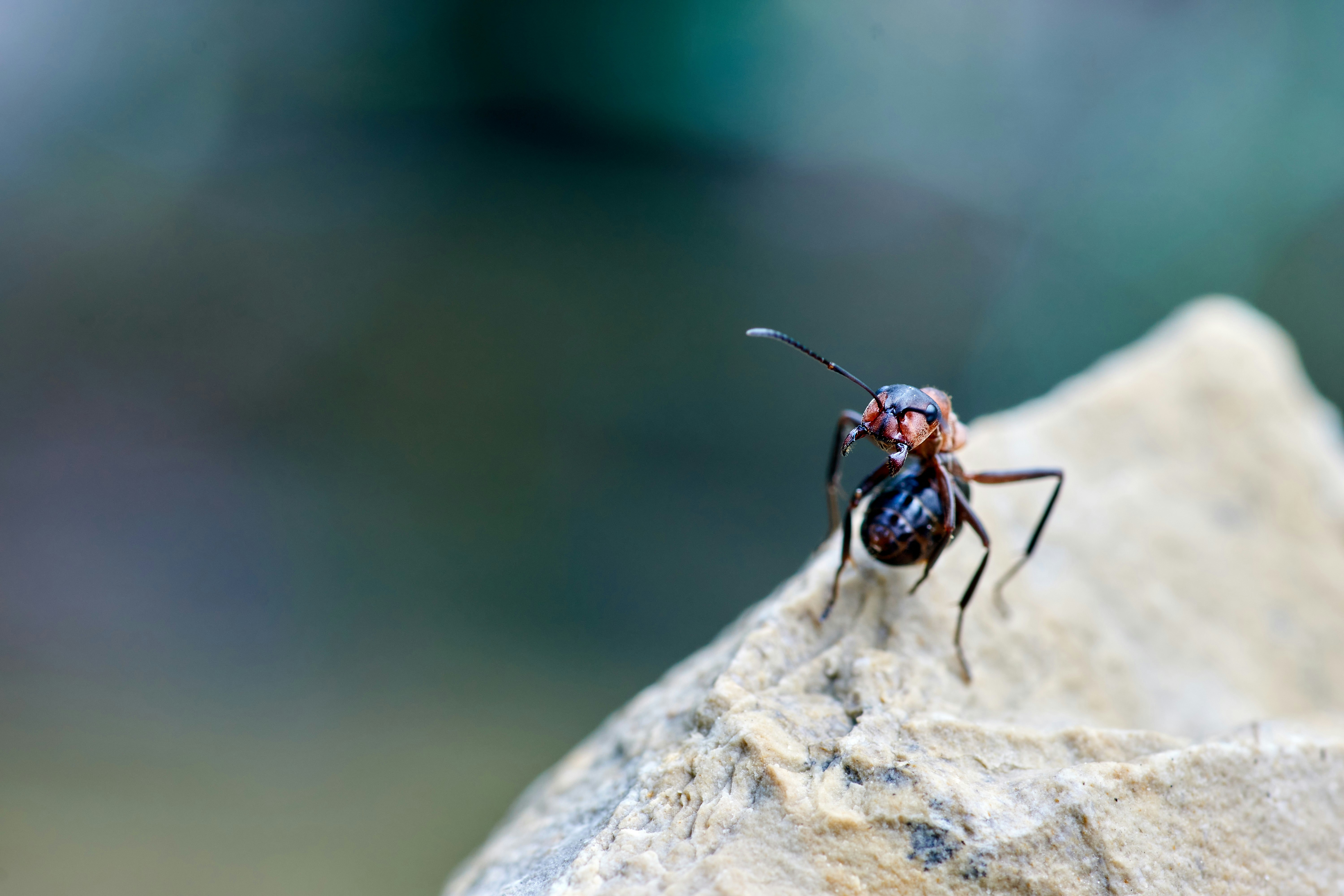 Photo by wolfgang_hasselmann