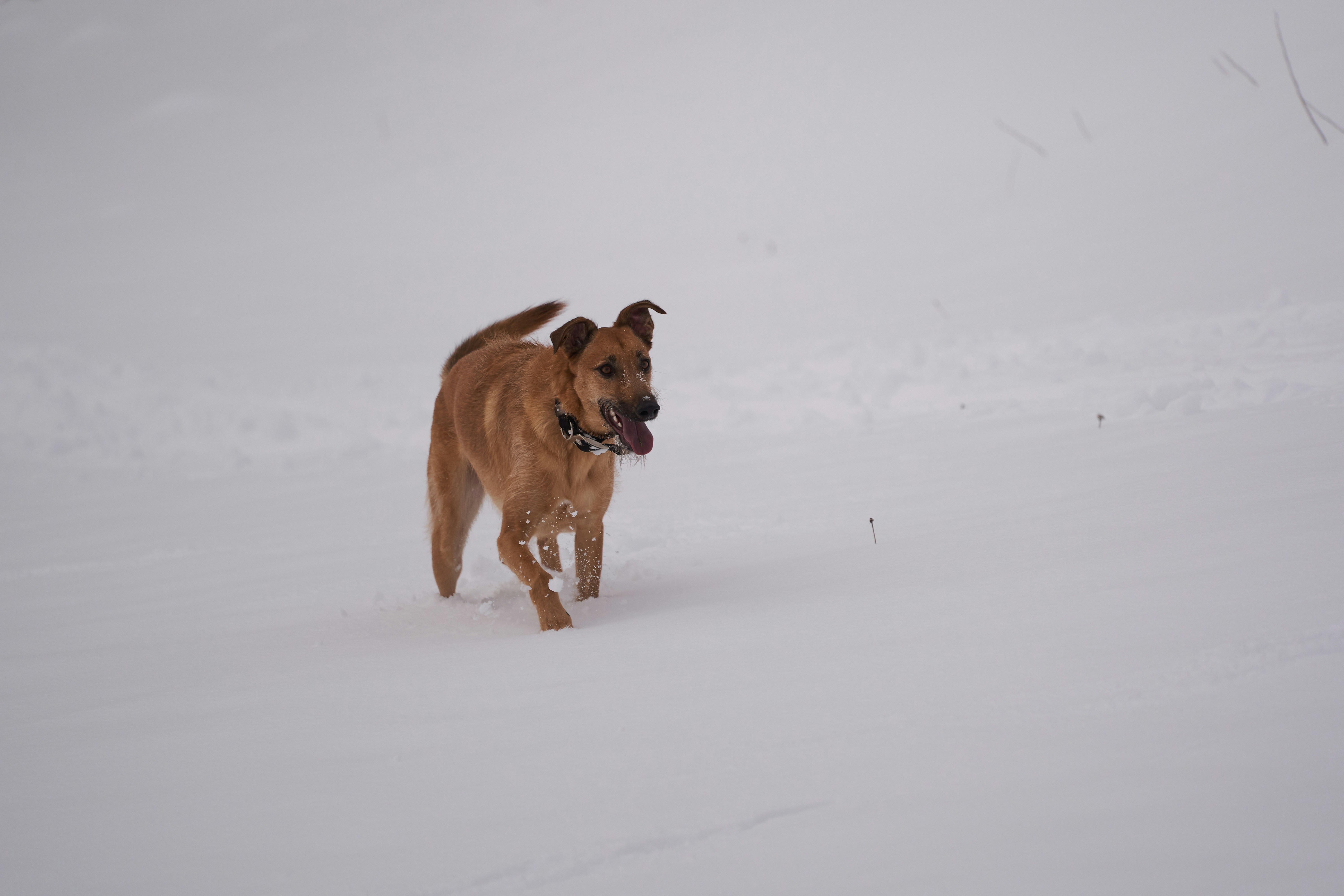 Photo by wolfgang_hasselmann