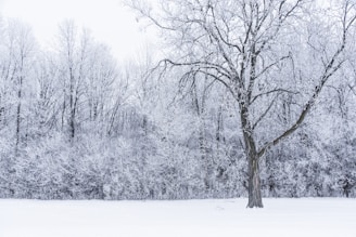 a snow covered field with a tree in the foreground