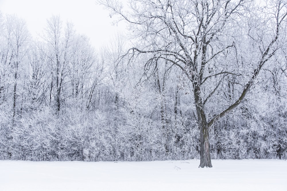 a snow covered field with a tree in the foreground