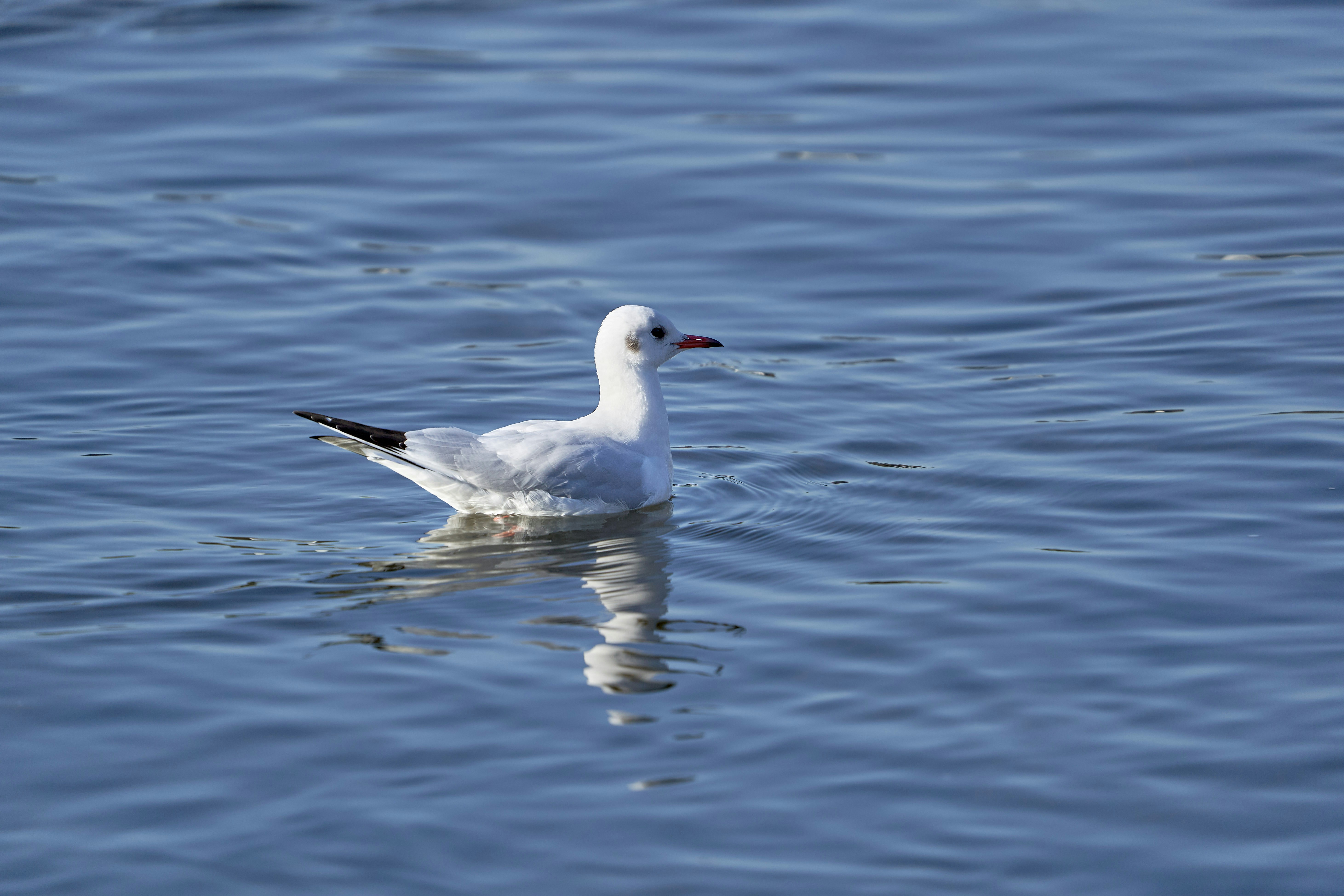 Photo by wolfgang_hasselmann