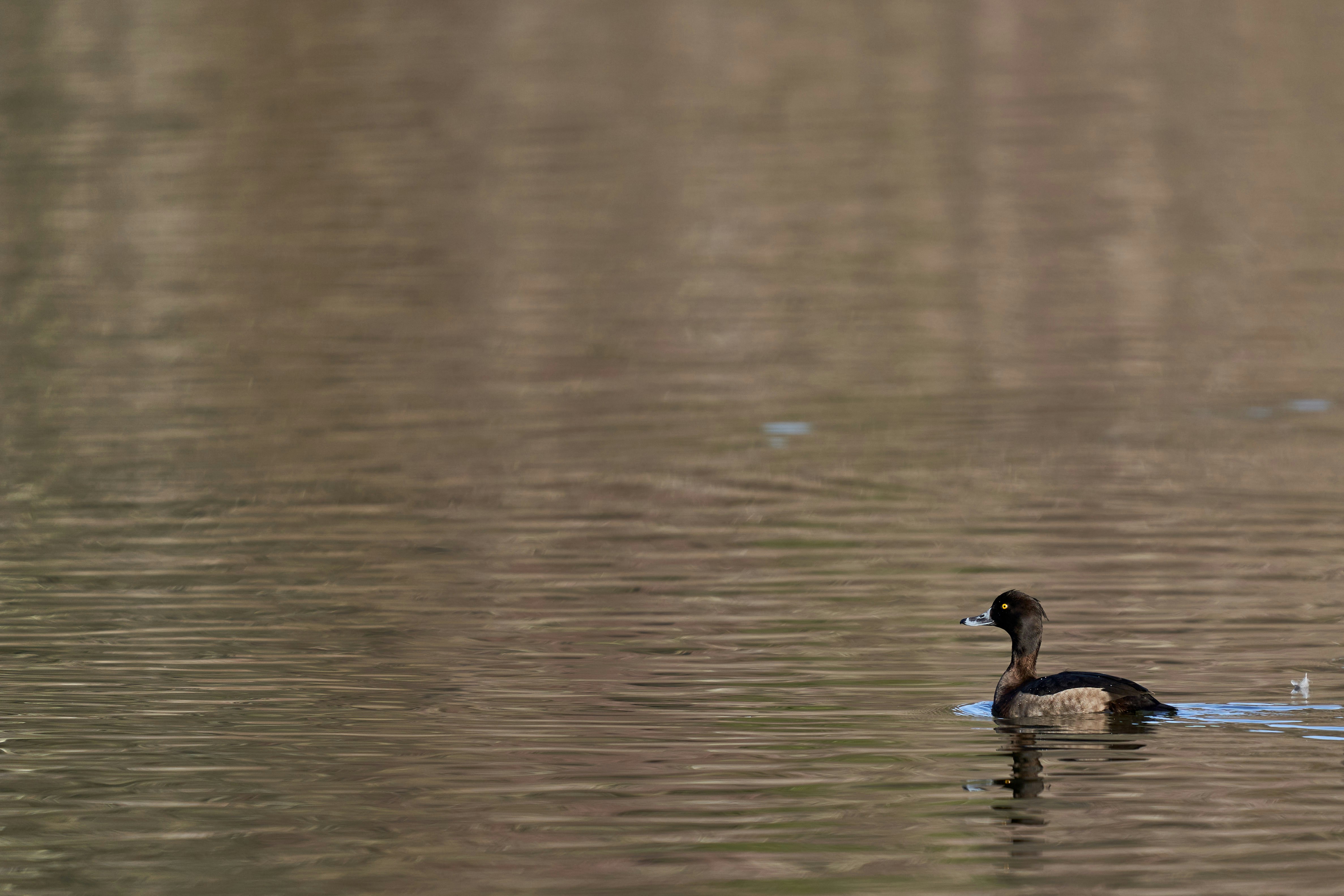 Photo by wolfgang_hasselmann