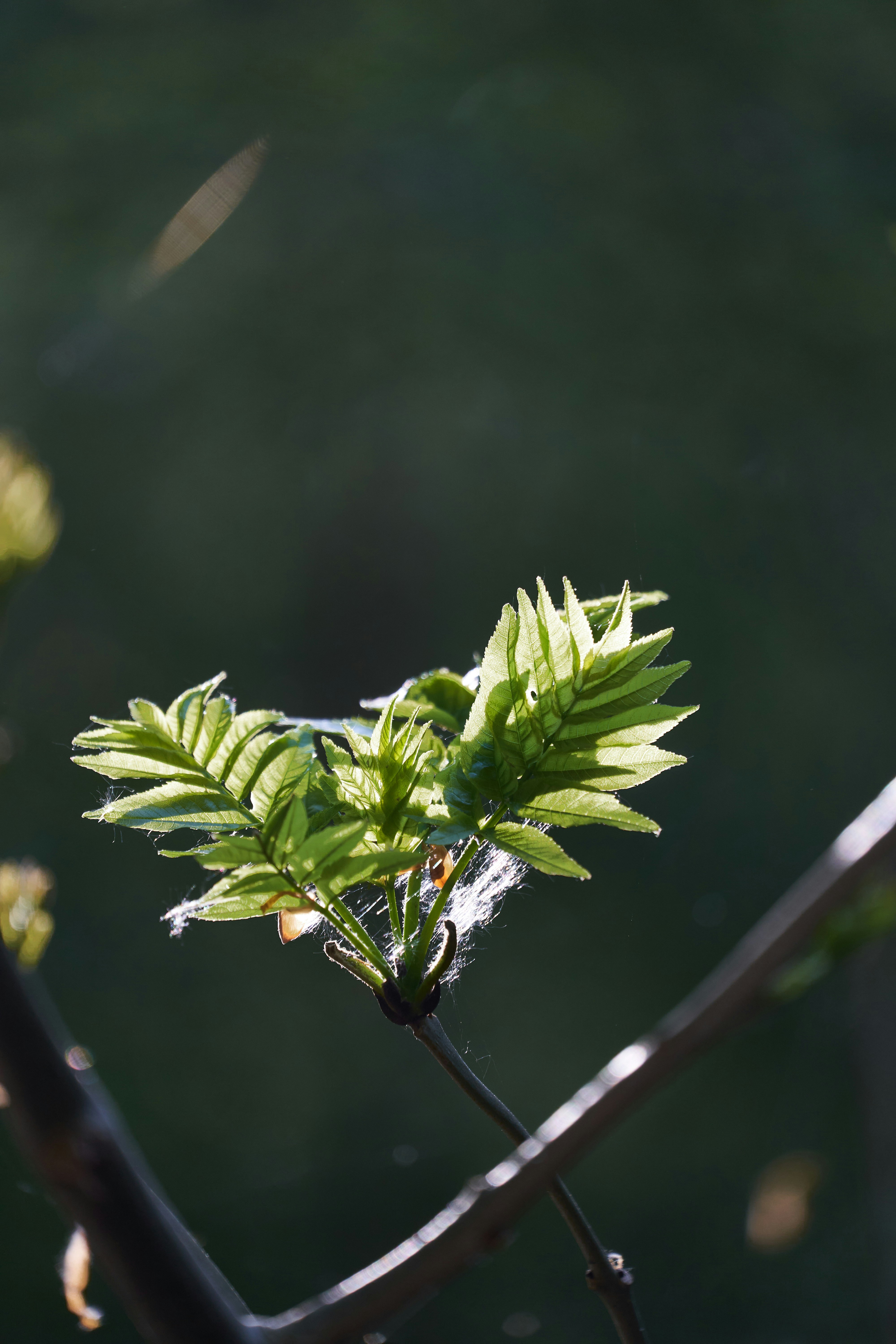 Photo by wolfgang_hasselmann