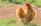 A golden brown chicken standing on a grassy patch with a dirt area behind it. The chicken has vibrant reddish-orange feathers and a prominent red comb on its head.