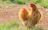 A golden brown chicken standing on a grassy patch with a dirt area behind it. The chicken has vibrant reddish-orange feathers and a prominent red comb on its head.