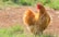 A golden brown chicken standing on a grassy patch with a dirt area behind it. The chicken has vibrant reddish-orange feathers and a prominent red comb on its head.