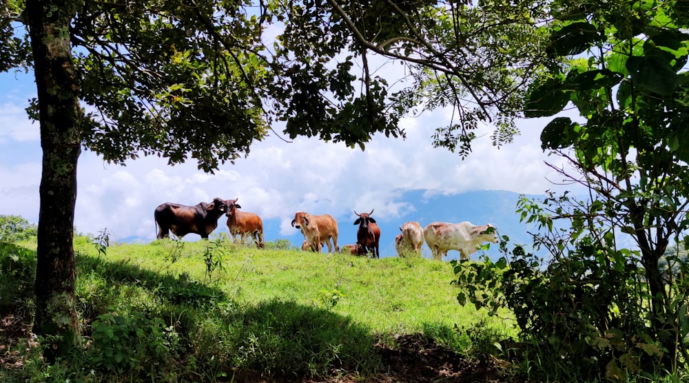 a herd of cattle standing on top of a lush green field