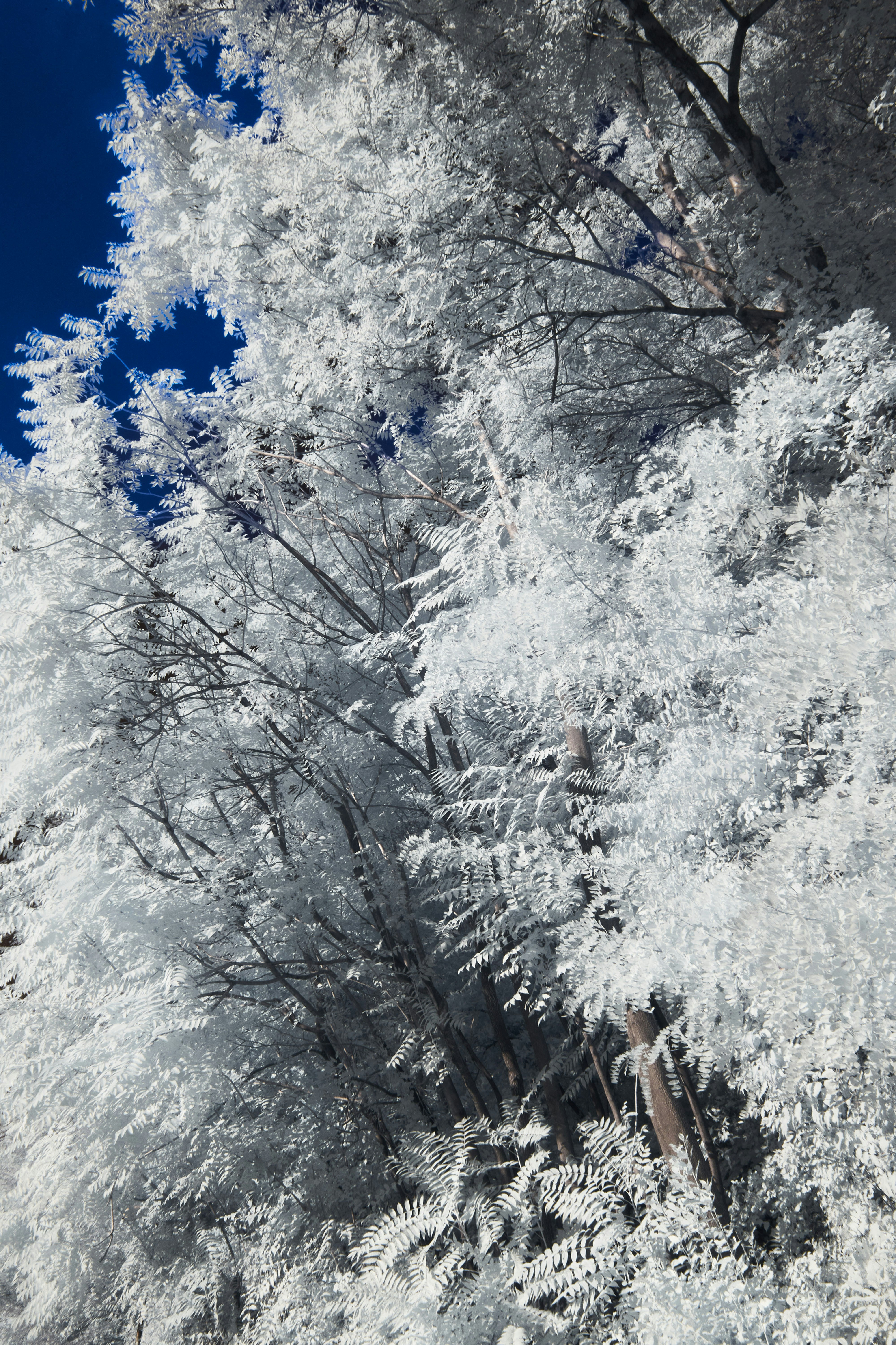 Photo by wolfgang_hasselmann