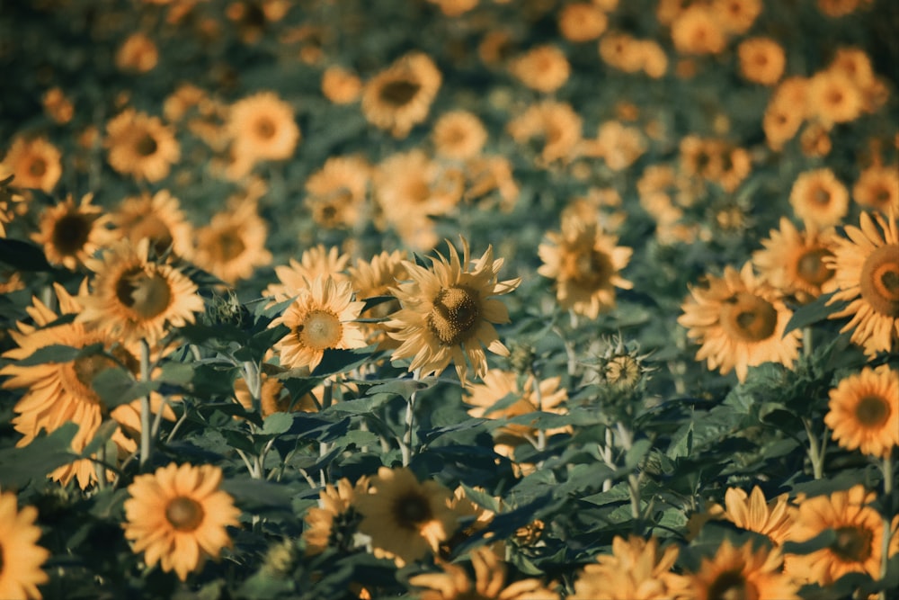 a large field of yellow sunflowers with green leaves