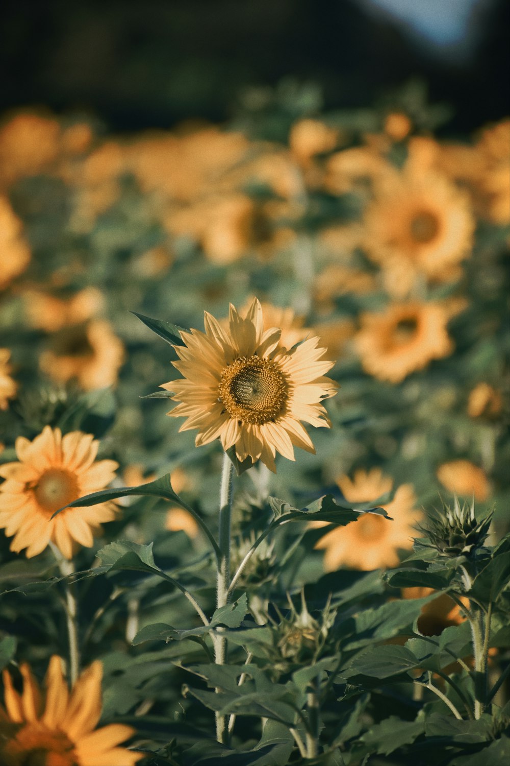 a large field of sunflowers in a field