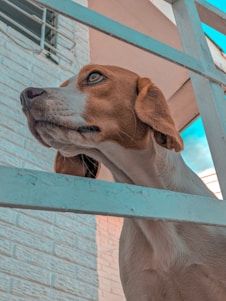 A happy dog playing in a fenced backyard with a clear blue sky.