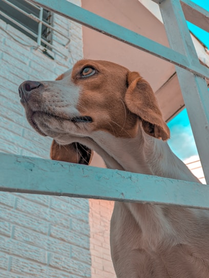 A happy dog playing in a fenced backyard with a clear blue sky.