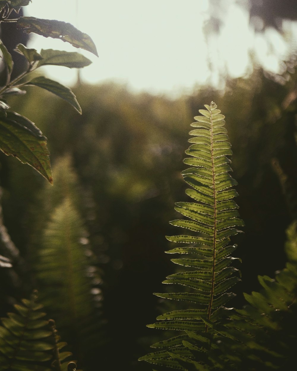 a close up of a green leaf on a tree