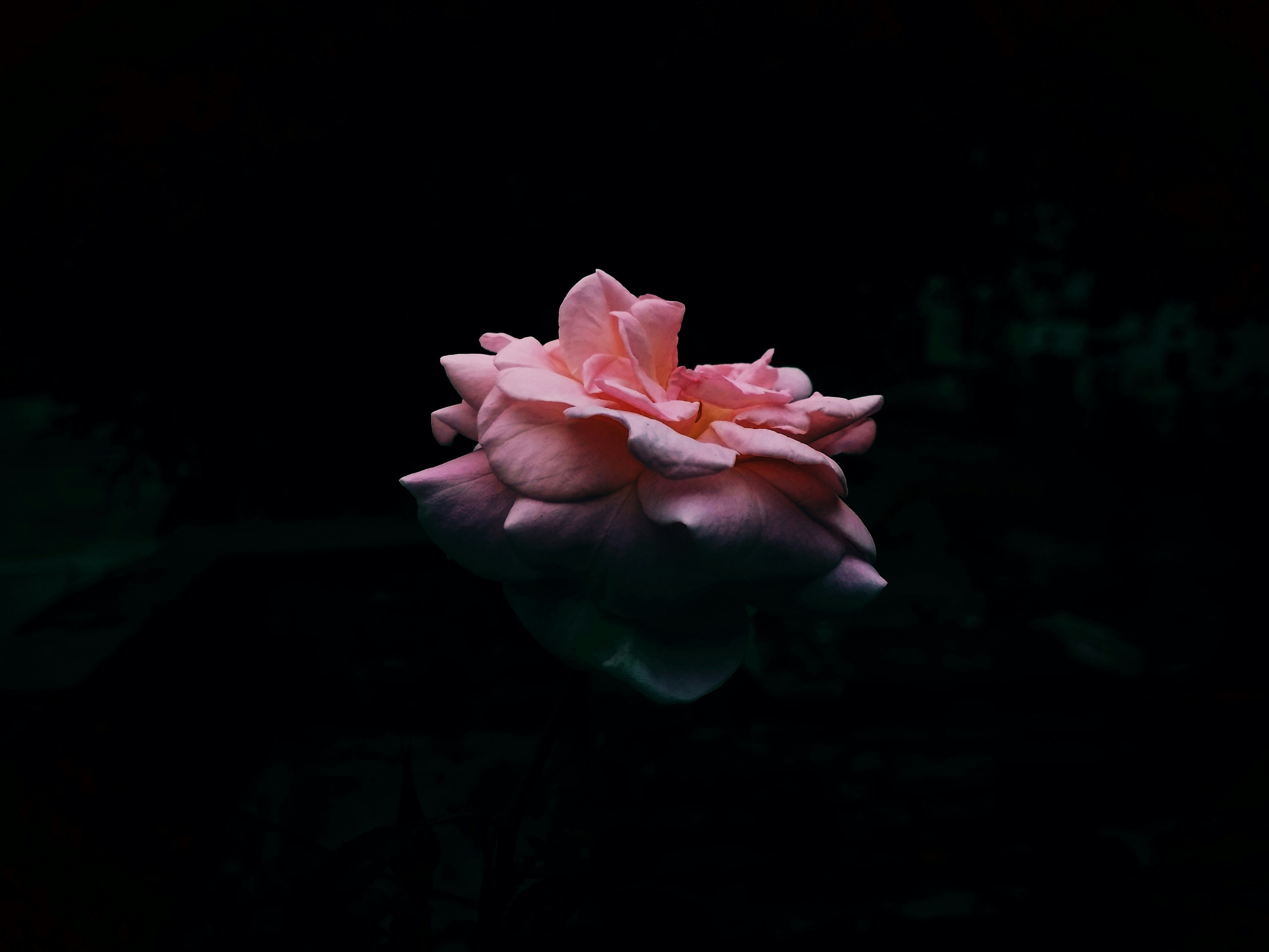 Une fleur dans l'eau photo – Image gratuite de Fleur de rose sur Unsplash, image size:3000x2250