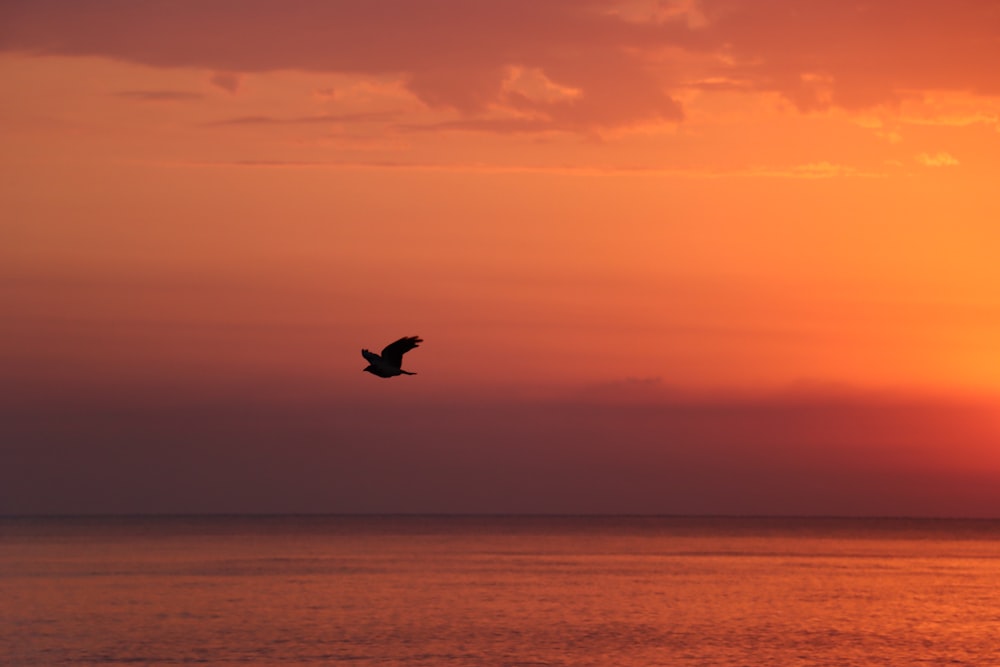 a bird flying over the ocean at sunset