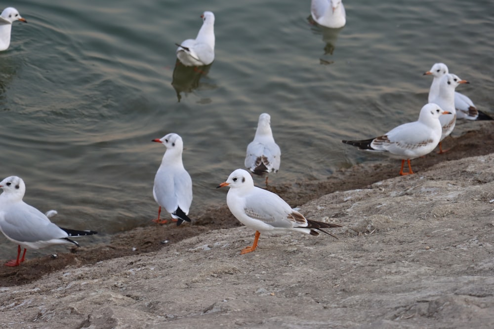 a flock of seagulls standing on the edge of a body of water